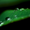 雨上がりの草花