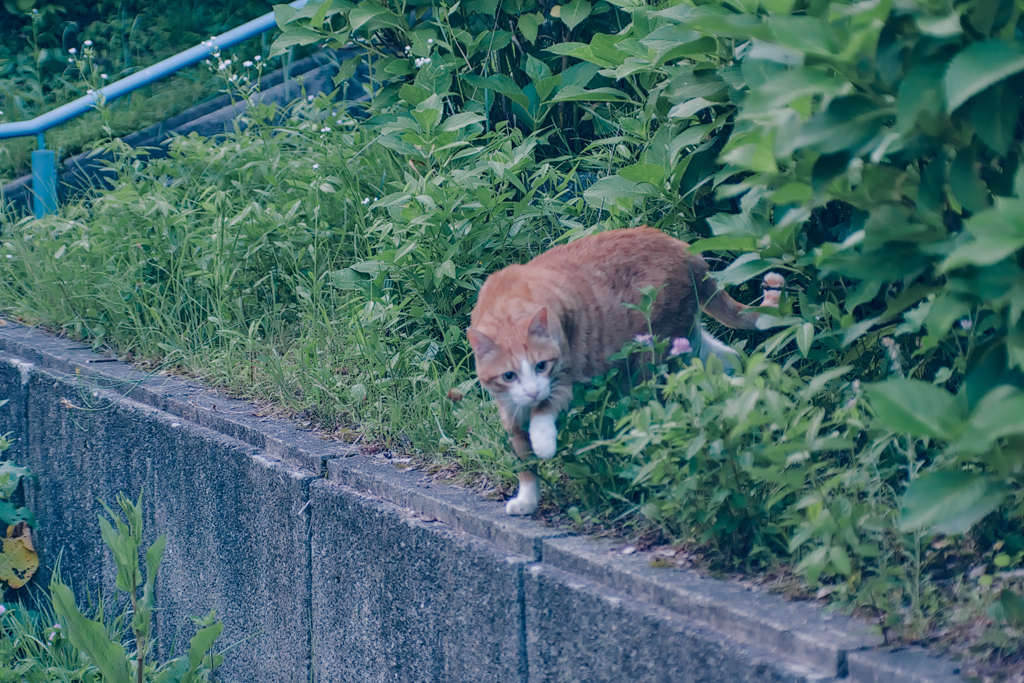 吾輩は猫である、ニャー # 1087