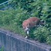 吾輩は猫である、ニャー # 1087