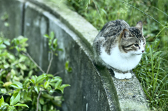 吾輩は猫である、ニャー # 259