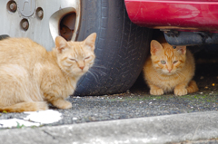 吾輩は猫である、ニャー # 367