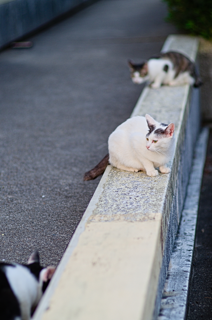 吾輩は猫である、ニャー # 858