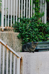 吾輩は猫である、ニャー # 493