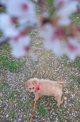 my pretty dog Ⅱ # 250