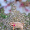 my pretty dog Ⅱ # 250