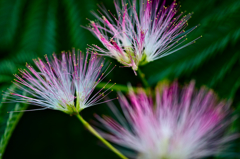 ネムの花
