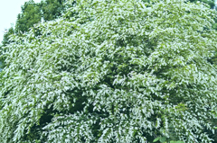 積雪のような木