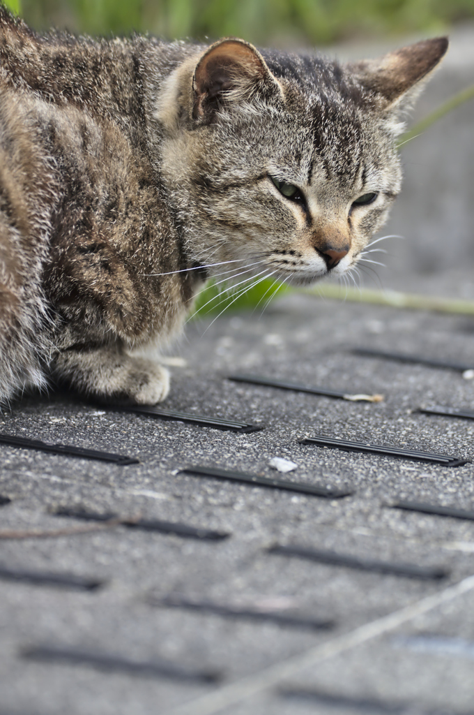 吾輩は猫である、ニャー # 191