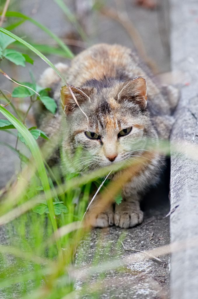 吾輩は猫である、ニャー # 300