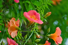 ノウゼンカズラ