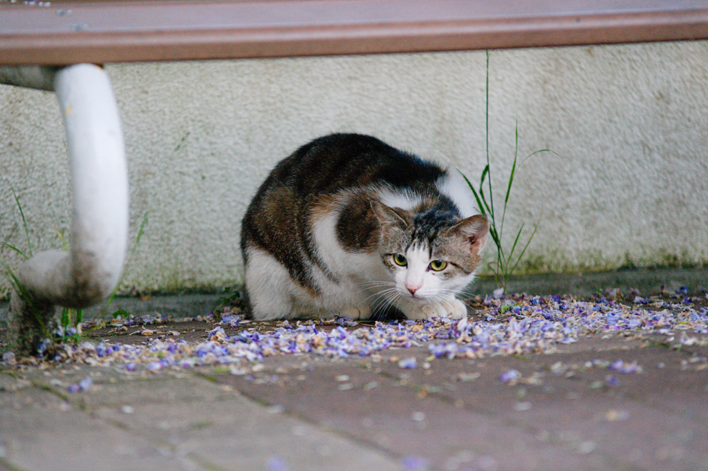 吾輩は猫である、ニャー # 108