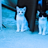 吾輩は猫である、ニャー # 588