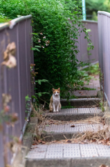 吾輩は猫である、ニャー # 68