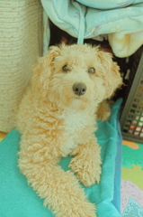 my pretty dog Ⅱ # 92