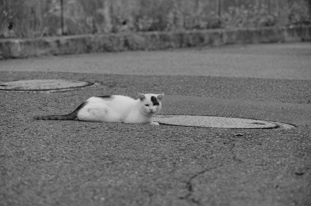 吾輩は猫である、ニャー # 616
