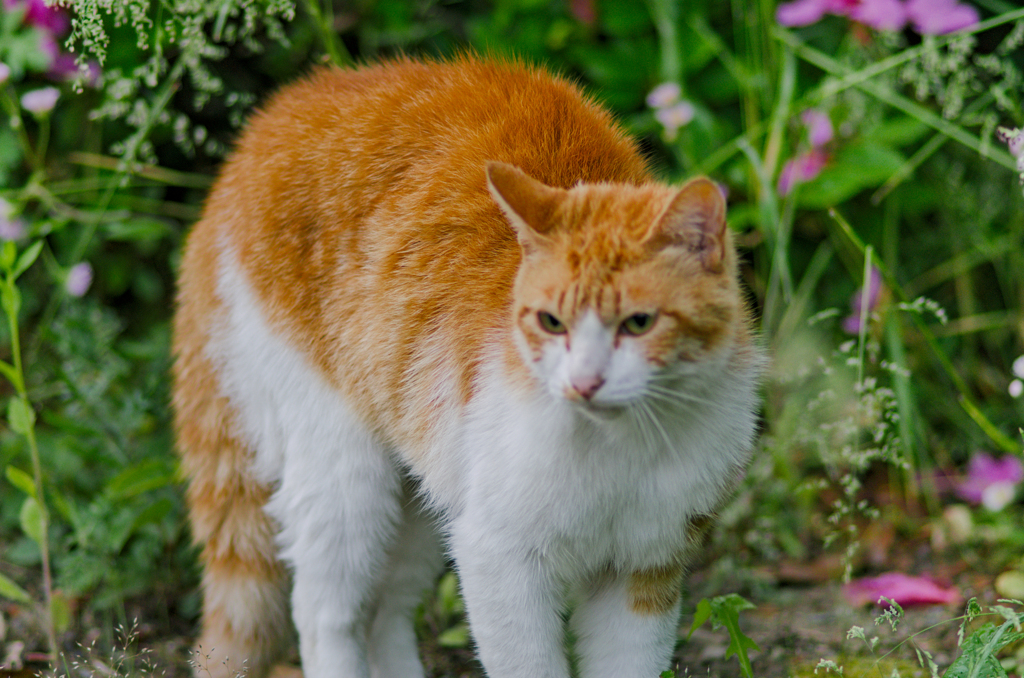 吾輩は猫である、ニャー # 985