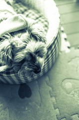 my pretty dog # 116