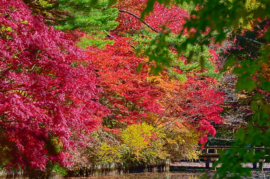紅葉三昧 '2019