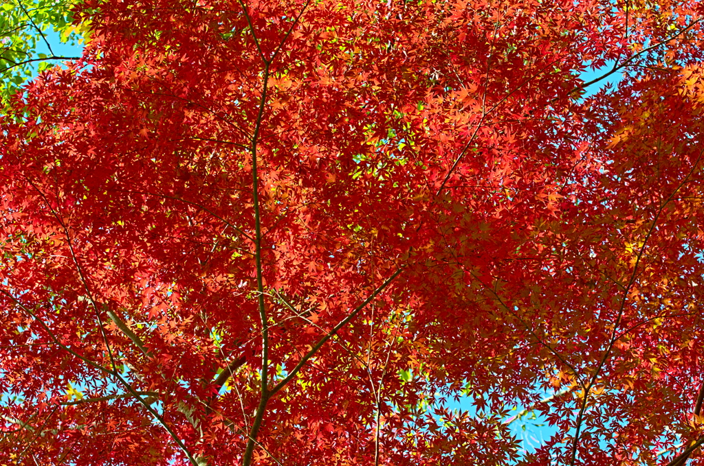 紅葉三昧 '2019