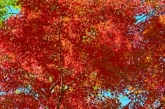 紅葉三昧 '2019