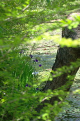 カキツバタ