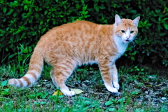 吾輩は猫である、ニャー # 671