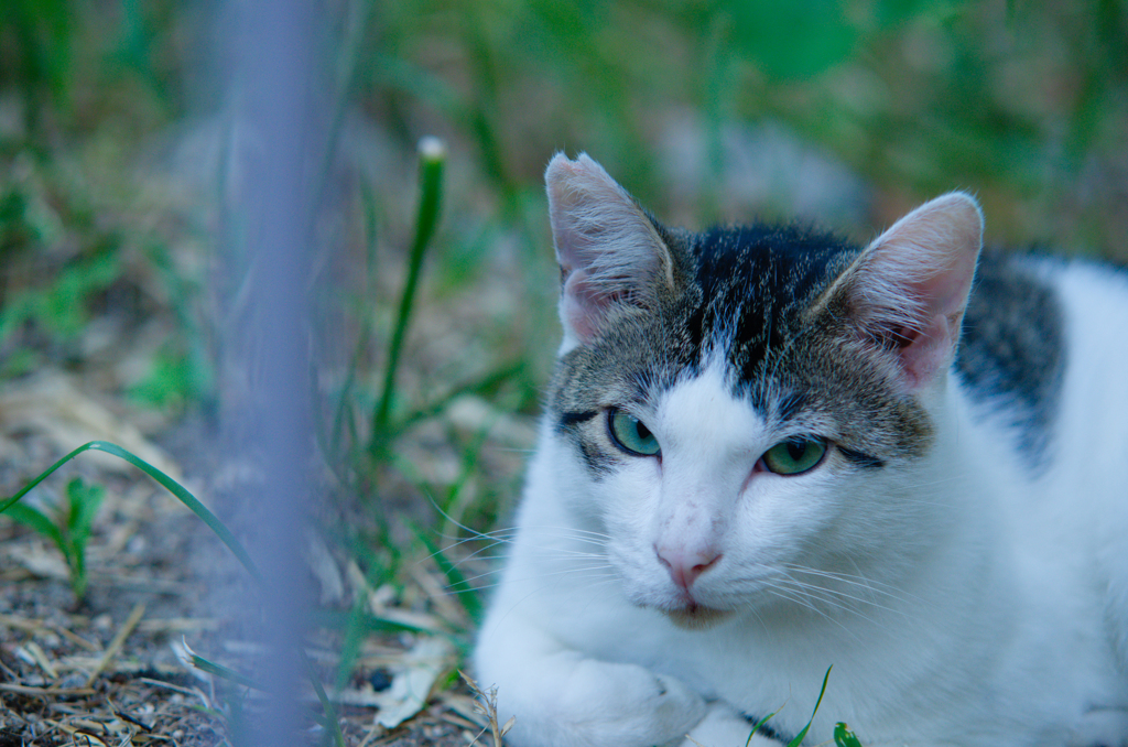 吾輩は猫である、ニャー # 511