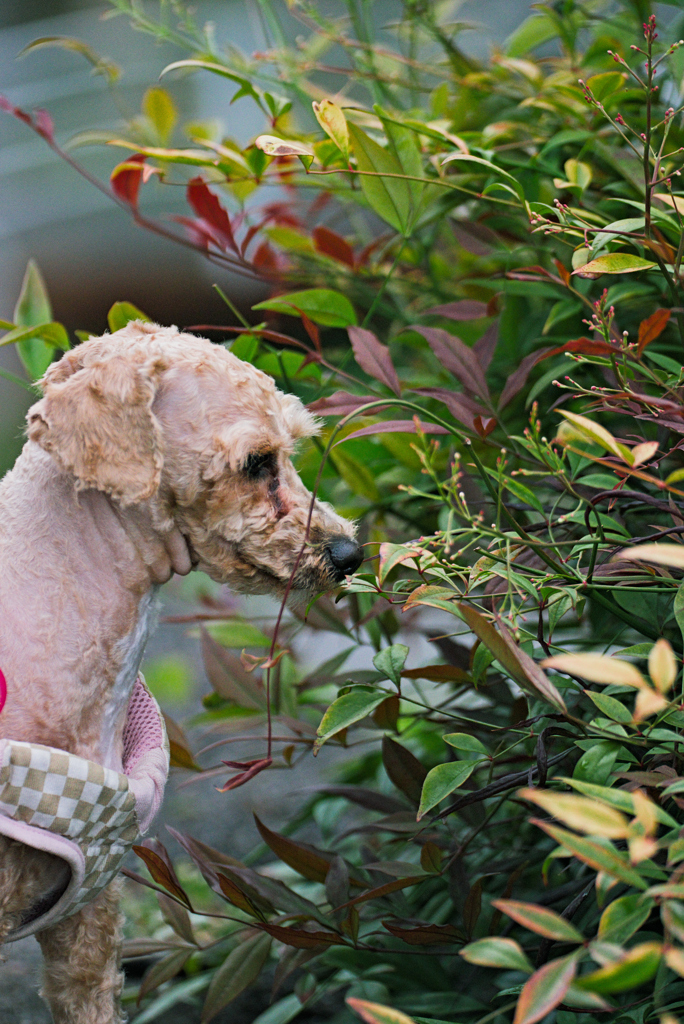 my pretty dog Ⅱ # 299