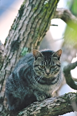 吾輩は猫である、ニャー # 554