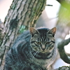 吾輩は猫である、ニャー # 554