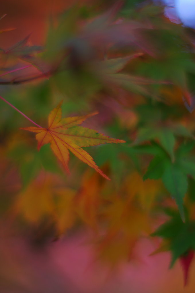 晩秋の紅葉 ⅩⅡ ～ 艶やか ～