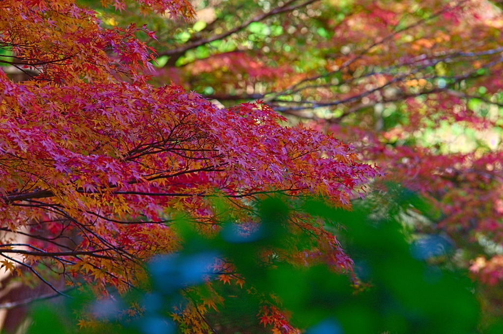 紅葉三昧 '2019