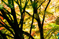 紅葉’１２　⑧