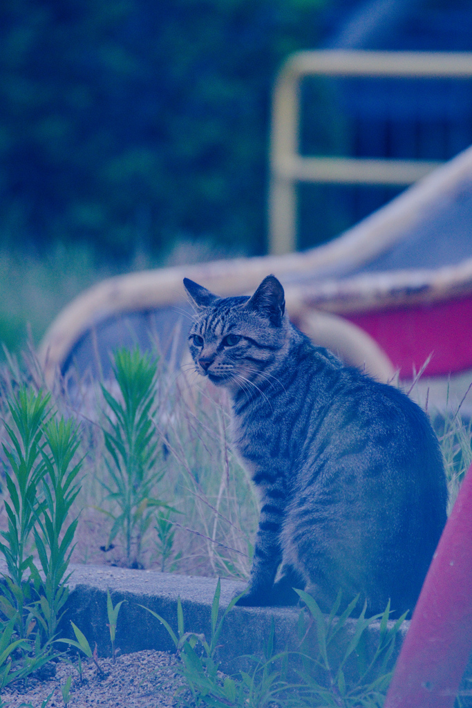 吾輩は猫である、ニャー # 1104