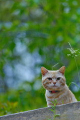 吾輩は猫である、ニャー # 154