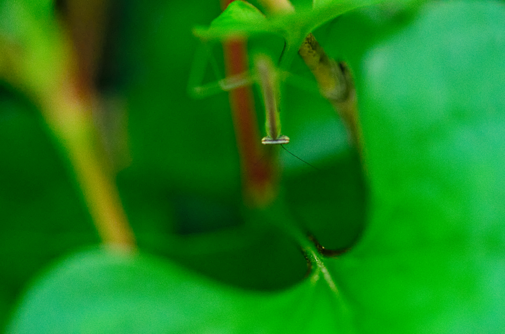 カマキリ