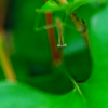 カマキリ
