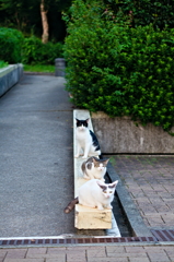 吾輩は猫である、ニャー # 818