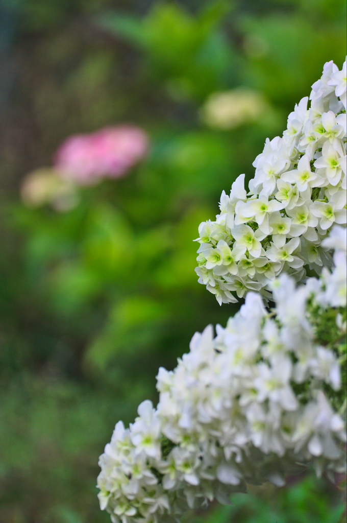 カシワバアジサイ