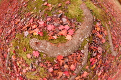 地上の紅葉