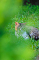 吾輩は猫である、ニャー # 425