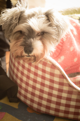 my pretty dog # 148
