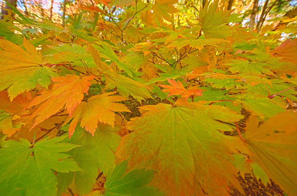 紅葉三昧 '2019
