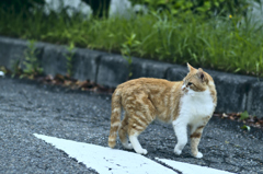 吾輩は猫である、ニャー # 263