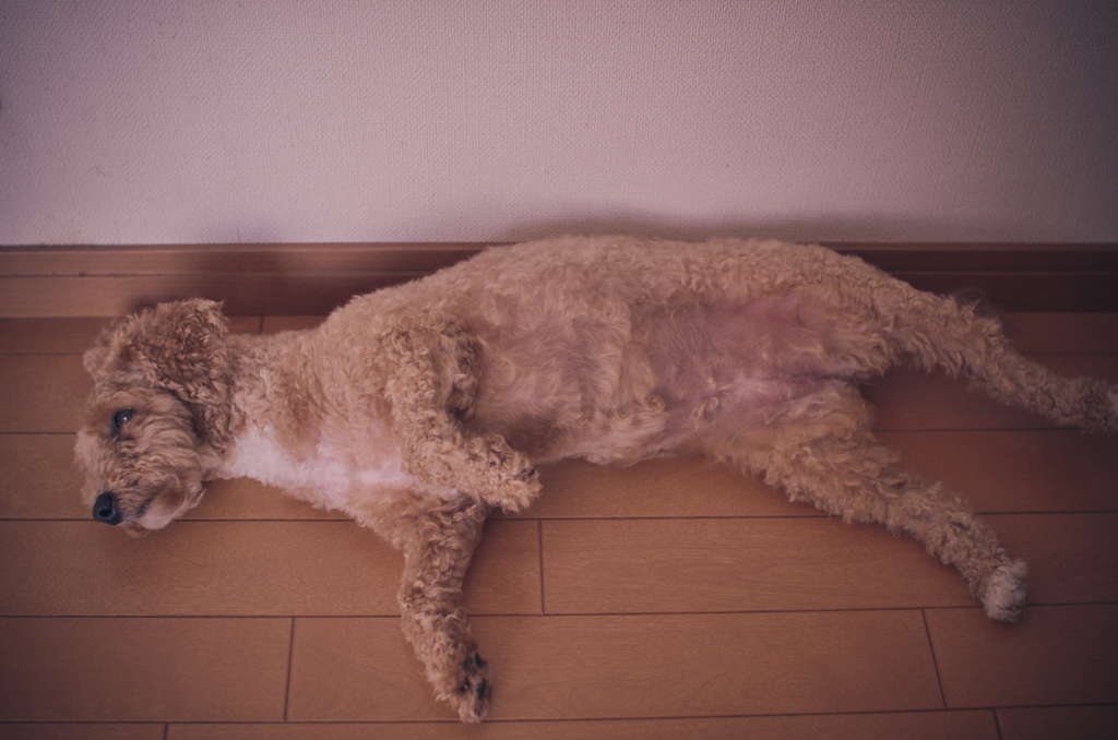 my pretty dog Ⅱ # 408