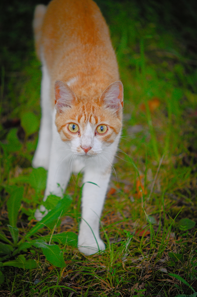 吾輩は猫である、ニャー # 839