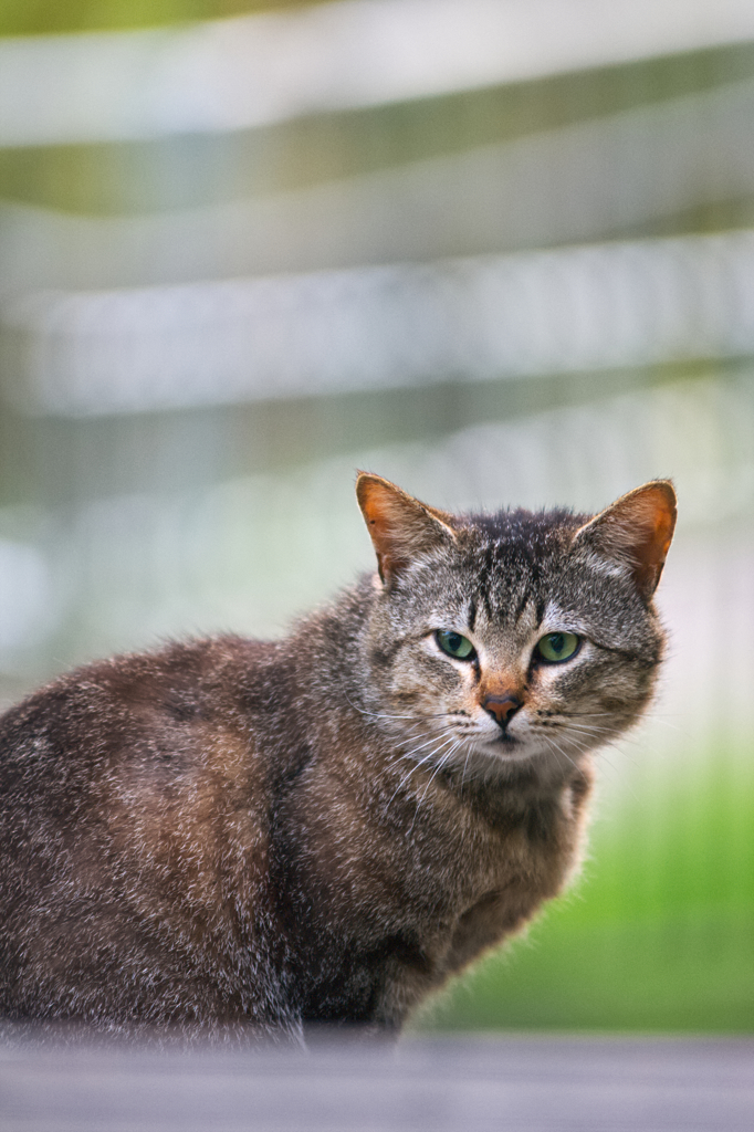 吾輩は猫である、ニャー # 101