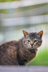 吾輩は猫である、ニャー # 101