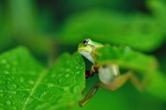 アクロバット