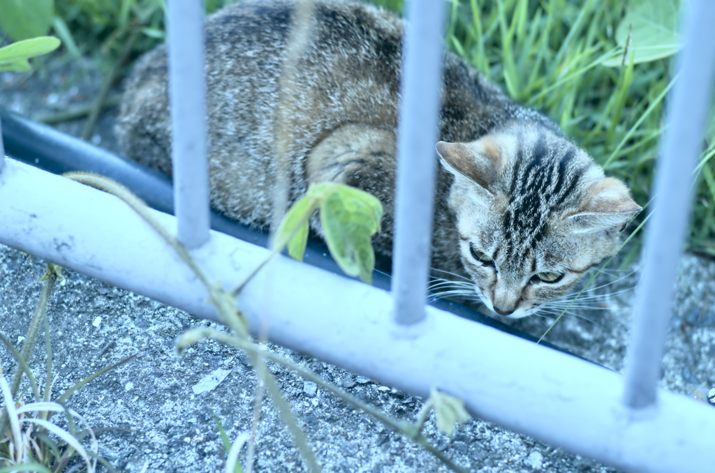 吾輩は猫である、ニャー # 219